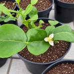 Kafrová limeta (Citrus hystrix) ‘COMBAVA FREE’ – výška 20-30 cm, kont. C2L